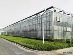 温室大棚为什么喜欢高透光的玻璃