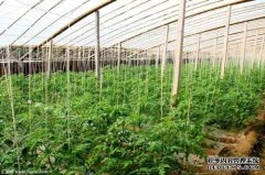 温室大棚配件维护保养技巧，你get到了吗？