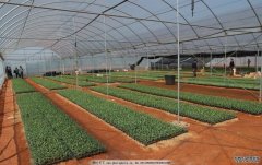 分析智能温室大棚用热镀锌钢骨架组装承载能力