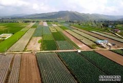 乌鲁木齐市米东区将打造5万亩绿色蔬菜种植基地